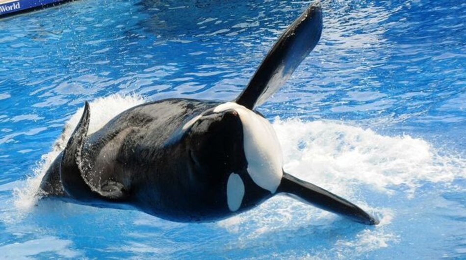Murió en Florida la orca Tilikum, que inspiró el documental 'Blackfish'