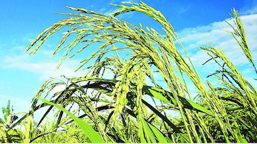 Presidente Cortizo extiende subsidio a productores de arroz hasta junio de 2020