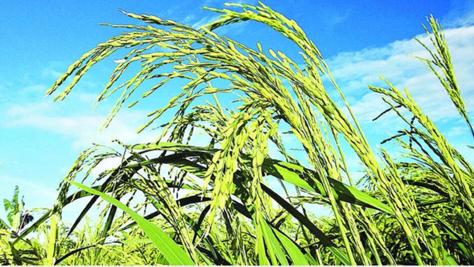 Presidente Cortizo extiende subsidio a productores de arroz hasta junio de 2020