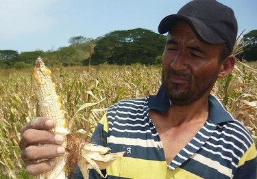 Cosechan mazorcas con pocos o sin granos en la provincia de Los Santos