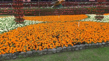 Hoy se inaugura la Feria de las Flores y del Café en Boquete