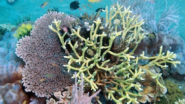 Espaldarazo a los corales