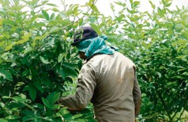 Crece el negocio del guandú