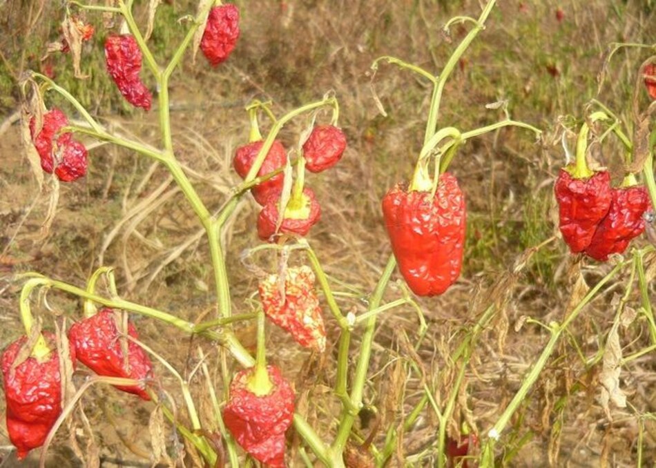 Se secan cultivos de ajíes por falta de agua; tomateros piden mejor semilla
