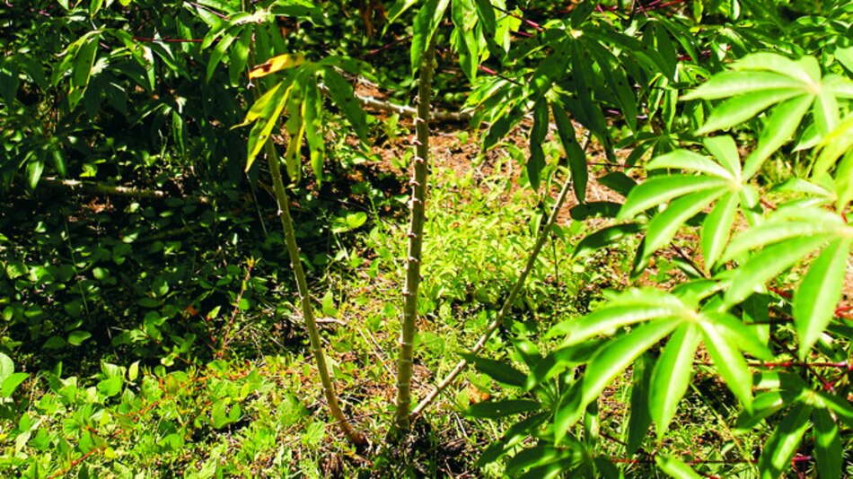 Acidez afecta al cultivo de yuca