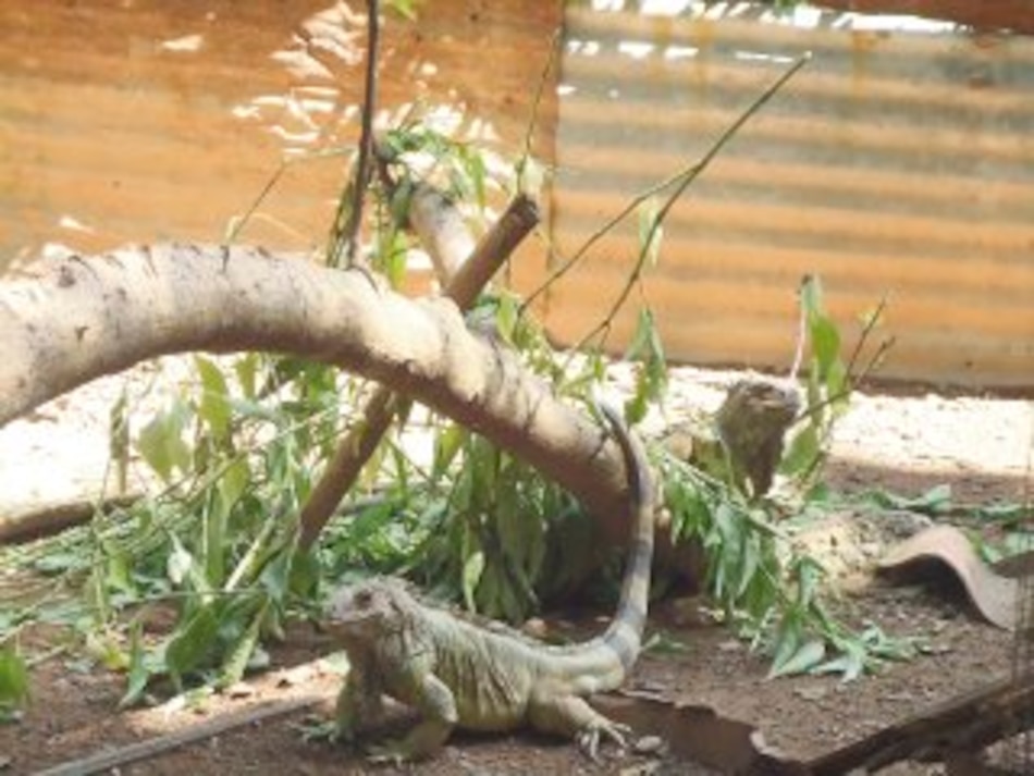 La iguana verde, empresa ecológica y supervivencia