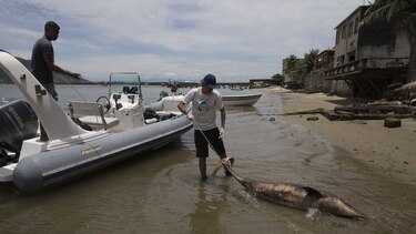 Virus provoca muerte de casi 200 delfines en Brasil