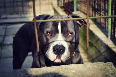 Dos pitbulls matan en Italia a un bebé de 15 meses y hieren a su madre