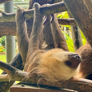 Todo sobre los perezosos en Panamá: especies, curiosidades y amenazas