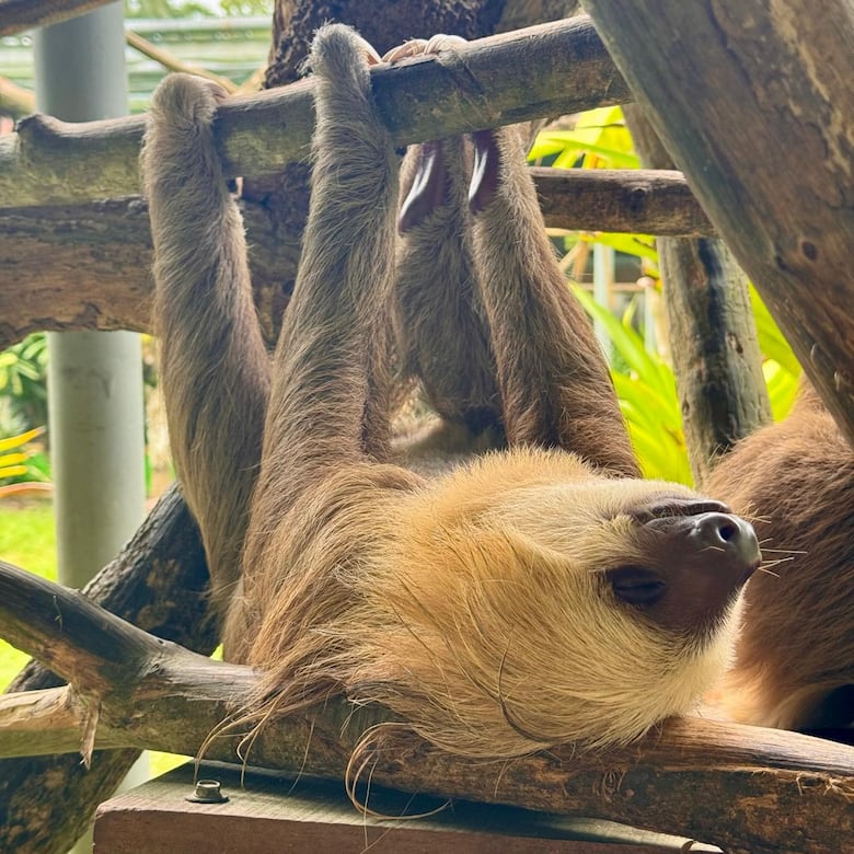 Todo sobre los perezosos en Panamá: especies, curiosidades y amenazas