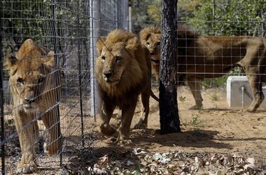 Mueren varios leones sudamericanos en santuario sudafricano