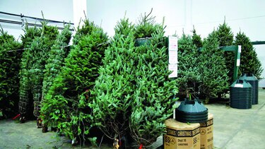 Árboles de Navidad servirán como abono