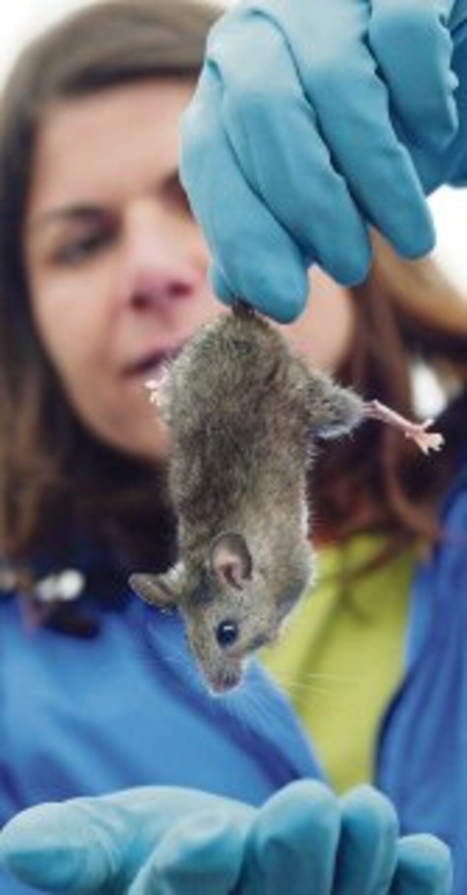 Patrones coevolutivos entre piojos y roedores