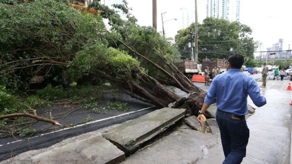 46 árboles caídos tras fuertes lluvias