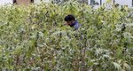 Cosechan legalmente marihuana para enfermos de cáncer