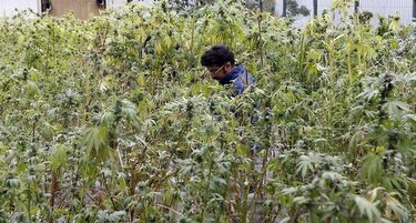 Cosechan legalmente marihuana para enfermos de cáncer