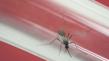 Contagio sexual de zika es más común de lo que se creía