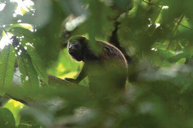El bosque, en el aula de clases