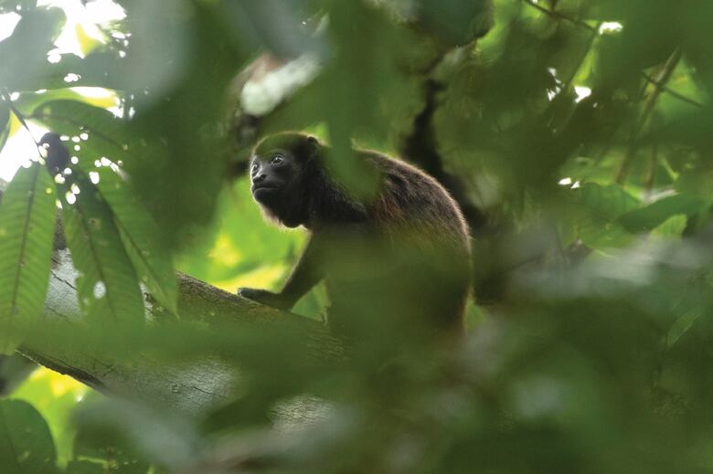 El bosque, en el aula de clases