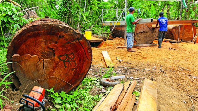 Tala ilegal arrasa con bosques en la provincia de Darién