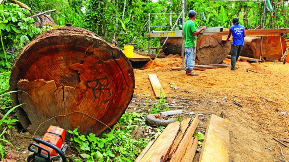 Tala ilegal arrasa con bosques en la provincia de Darién