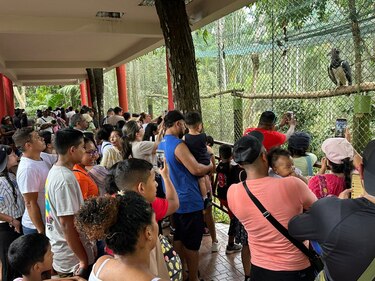 Un poco más de 4 mil personas celebran el cumpleaños 16 del águila harpía ‘Panamá’ en el Summit