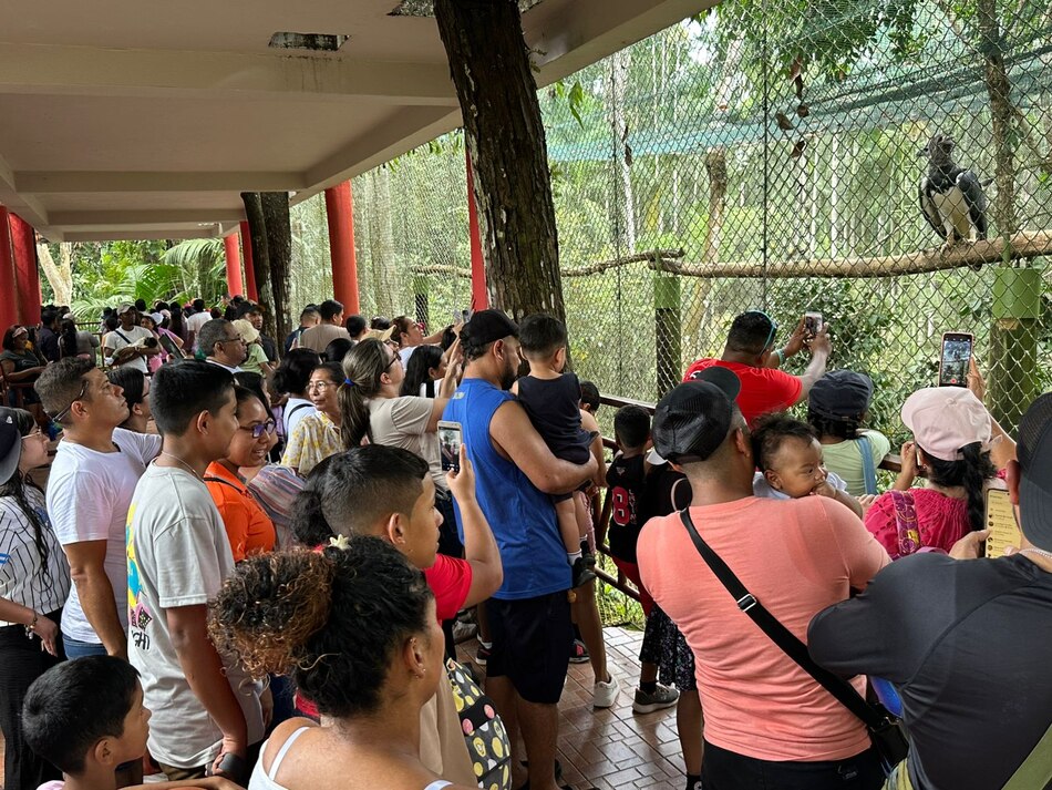 Un poco más de 4 mil personas celebran el cumpleaños 16 del águila harpía ‘Panamá’ en el Summit