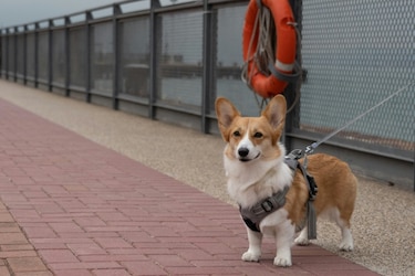 La Unión Europea adopta reglas por el bienestar de los perros y gatos