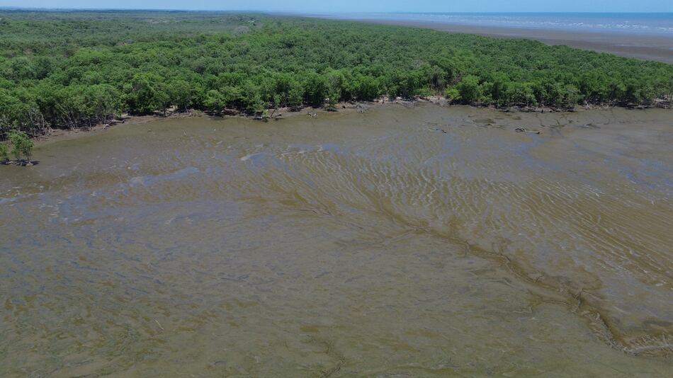Proyecto de ley: ¿se permitirá la pesca industrial en humedal bahía de Panamá?