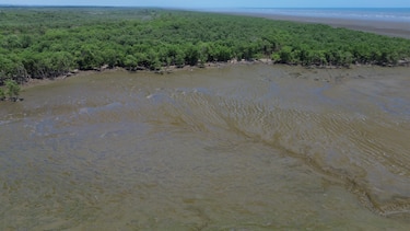Panamá refuerza la protección de sus humedales ante amenazas ambientales y urbanas