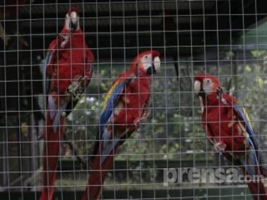 Anam indica requisitos para inscripción de mascotas