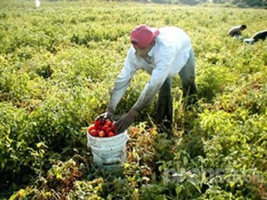 Productores de tomate piden autorización para contratar a menores
