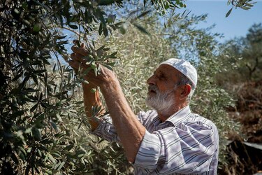 ‘El mayor número desde que se tienen registros’: la ONU denuncia el aumento y la severidad de los ataques de colonos israelíes contra palestinos en Cisjordania