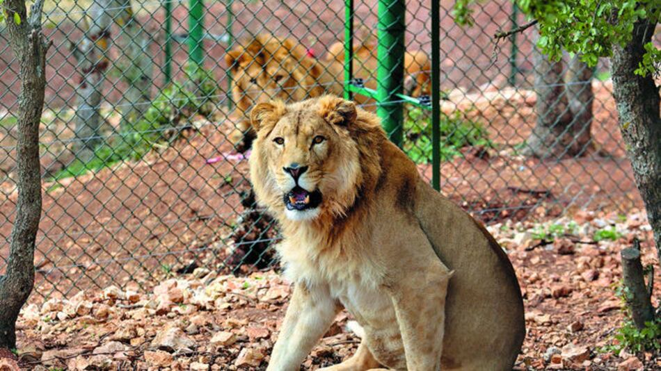 Dos leones son rescatados en Irak y Siria