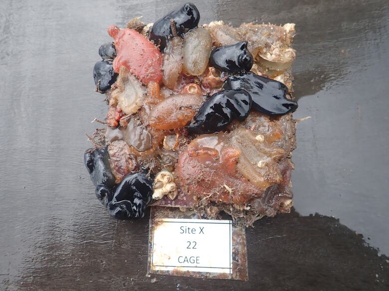 A medida que el océano se calienta, los depredadores más hambrientos toman el control