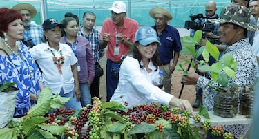 Con 4,500 hectáreas cultivadas, el café impulsa el desarrollo en la cuenca del Canal