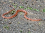 Muere hombre de 68 años mordido por una serpiente en Macaracas, Los Santos