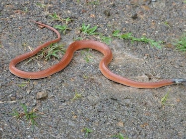 Muere hombre de 68 años mordido por una serpiente en Macaracas, Los Santos