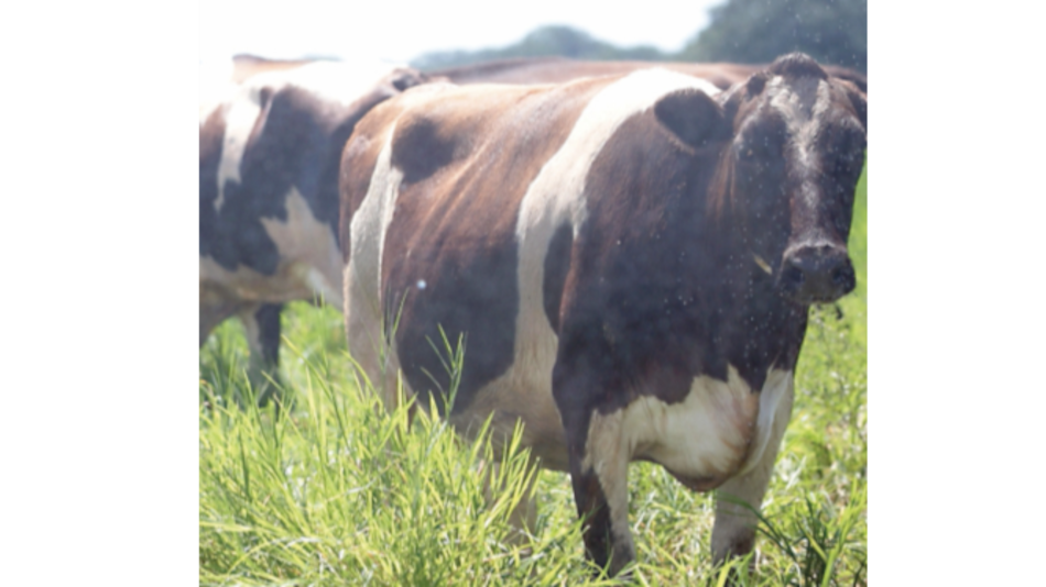 Panamá negocia con Estados Unidos importación de ganado lechero