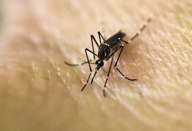 Minsa reporta que en el país hay 243 casos de zika