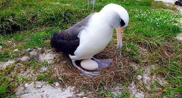 Una albatros pone un huevo a sus 66 años