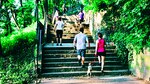 Entrenar y pasear al perro a la vez