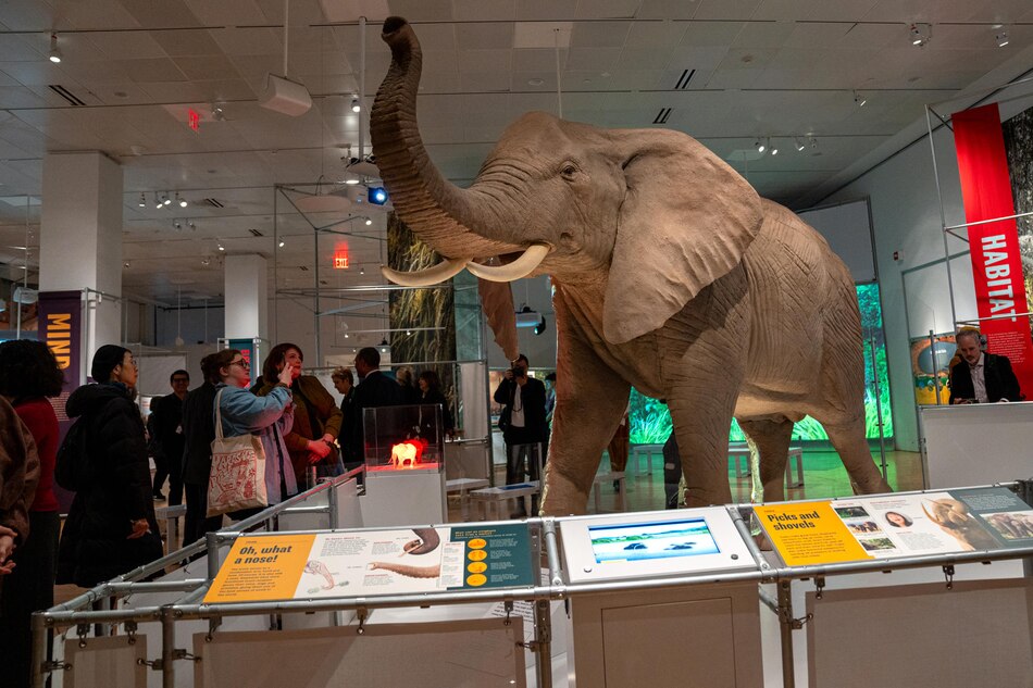 Nueva York abre las puertas al mundo secreto de los elefantes