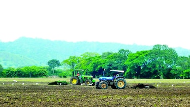 Carencia de lluvias retrasa siembra de arroz en Tonosí