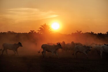 Los escenarios de cine de Netflix en Brasil, al alcance del público en una guía turística