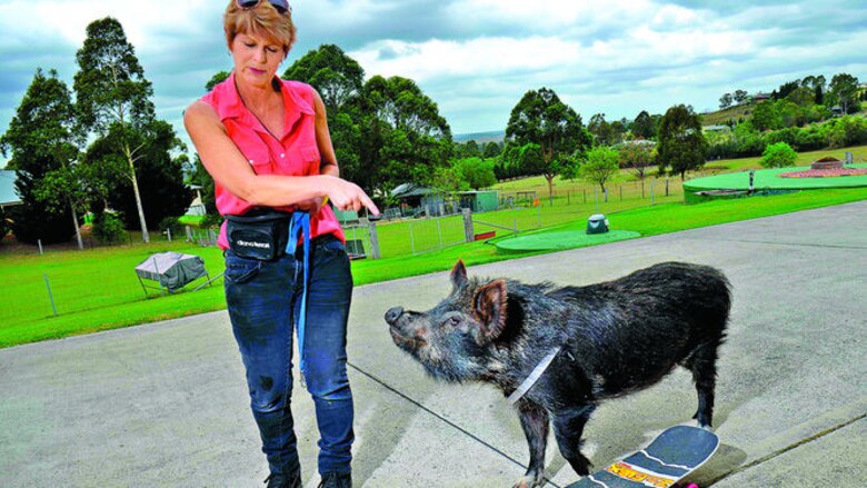 Dingos y otras mascotas exóticas