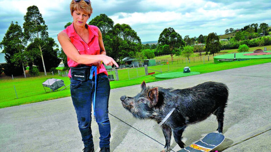 Dingos y otras mascotas exóticas