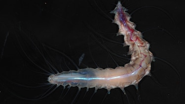 El tiburón fantasma, la esponja carnívora y otras especies marinas descubiertas en solo un año