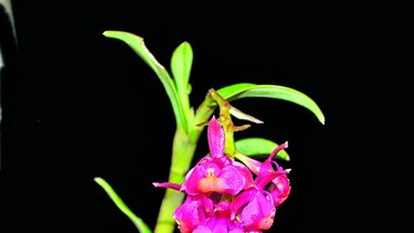 Perú encuentra 150 nuevas especies de flora y fauna