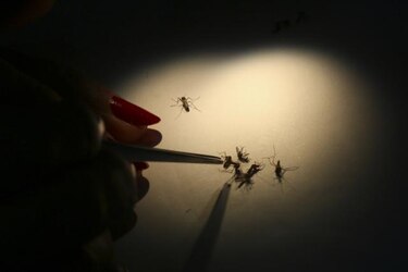 Una infección por dengue cada diez minutos en Nicaragua